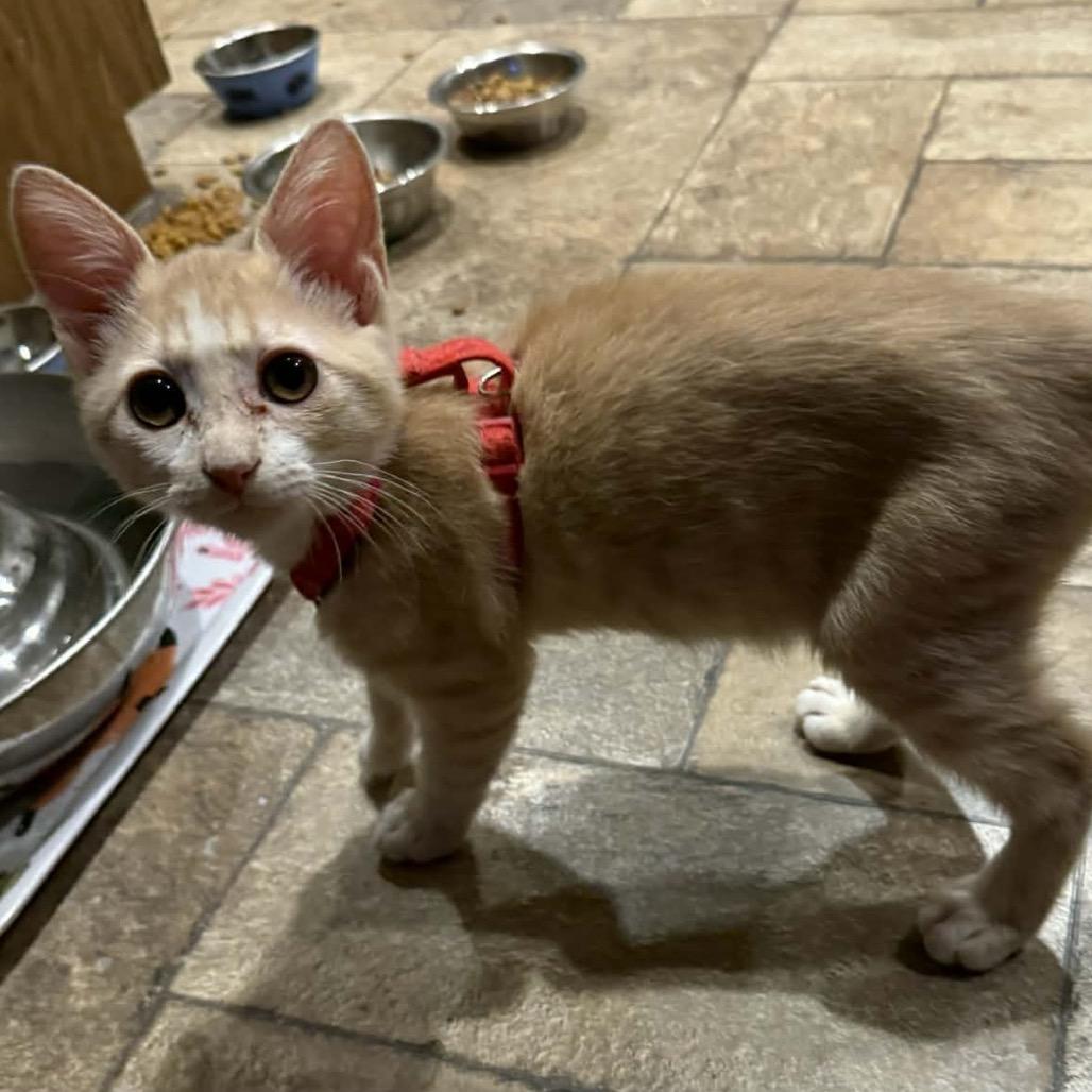 Tanner — thumbnail 4