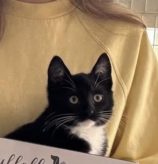 Shadow, Adoptable, Kitten Male Domestic Short Hair.