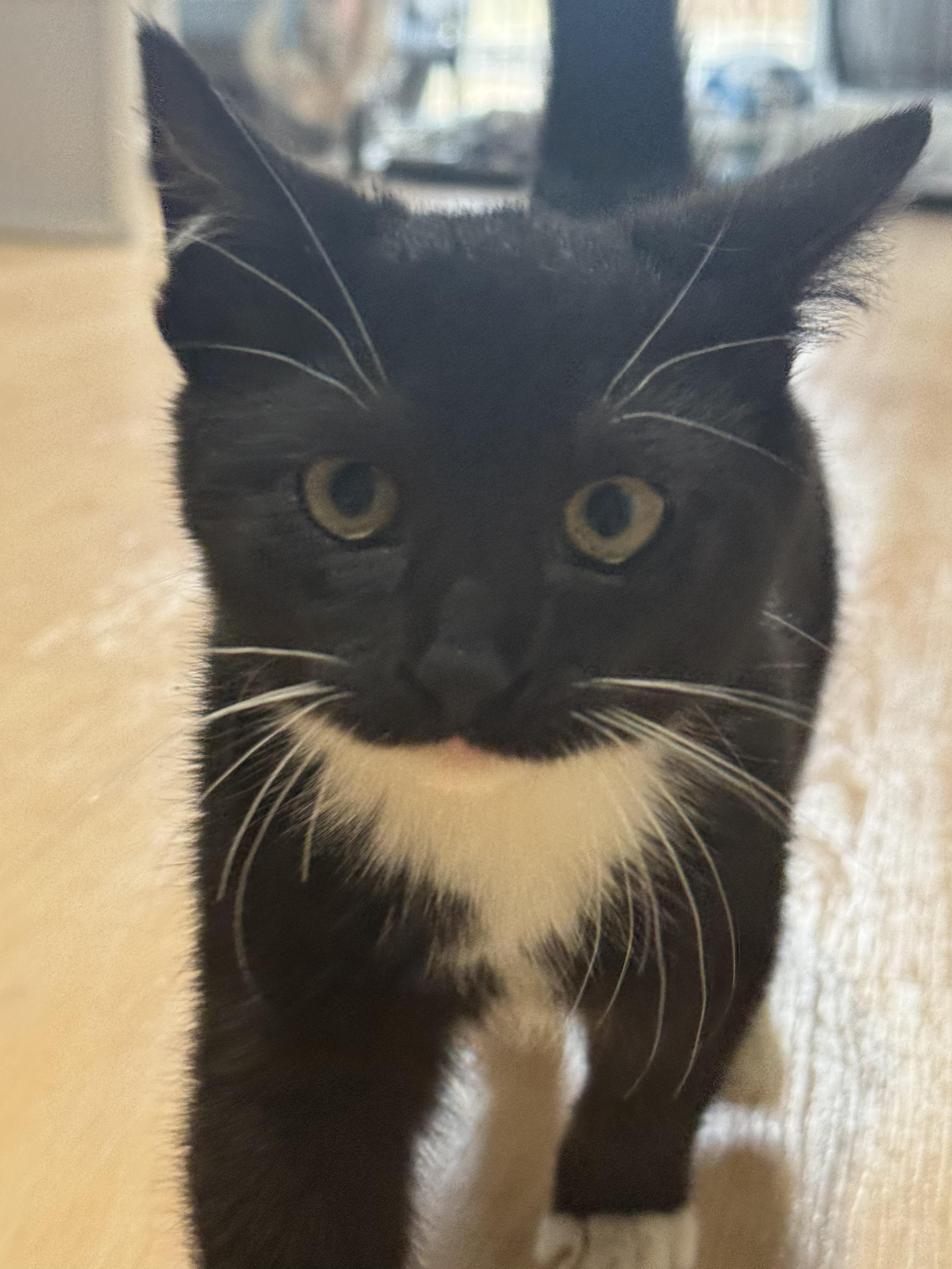 Shadow, a Adoptable Domestic Short Hair in Suffolk, VA image 2/3