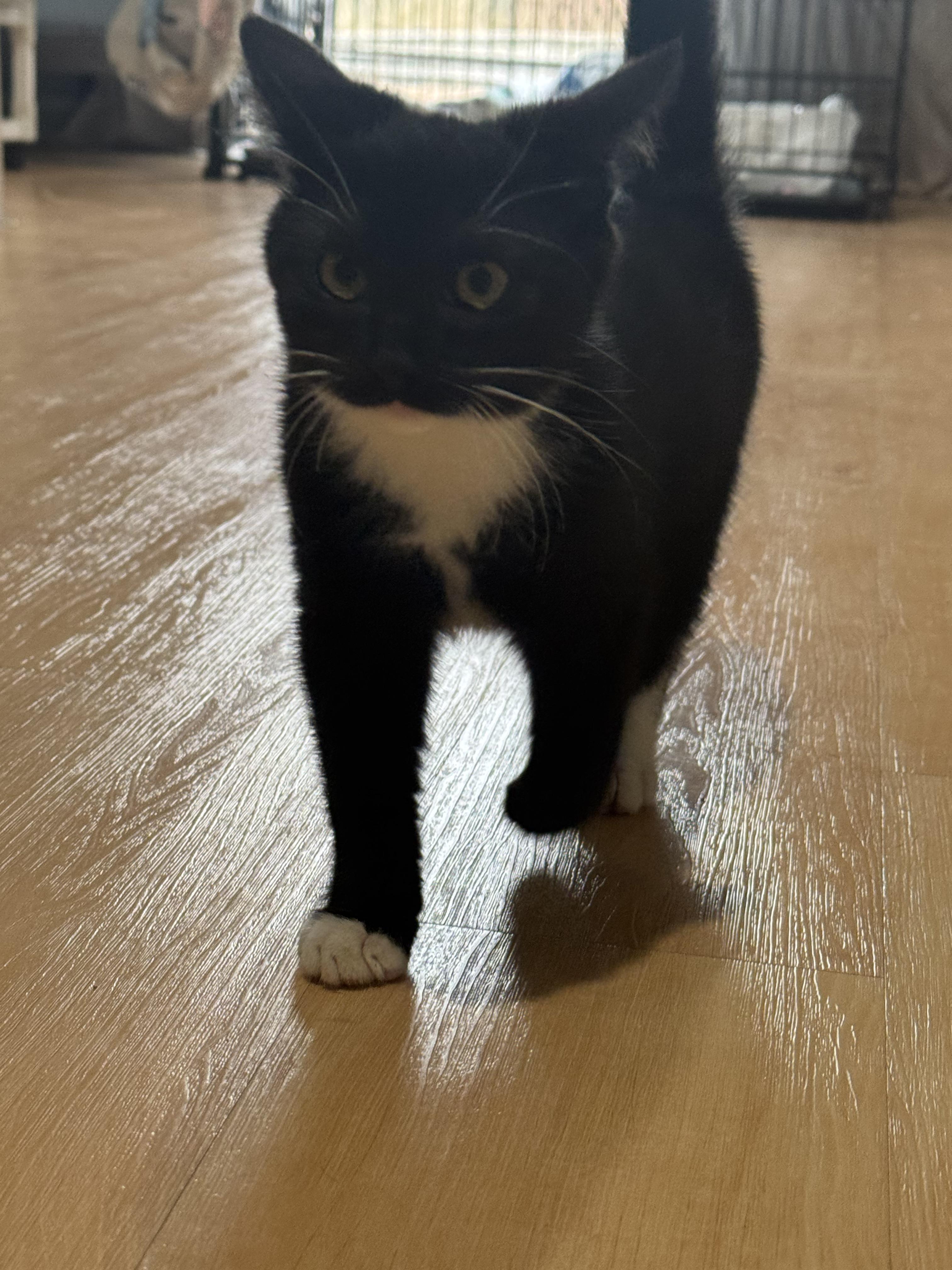 Shadow, a Adoptable Domestic Short Hair in Suffolk, VA image 3/3