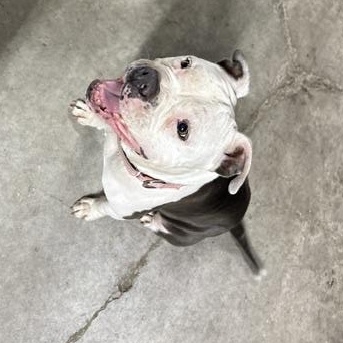 Enlarge JoJo aka Rain, a Adoptable Pit Bull Terrier in Aiken, SC image 4/5