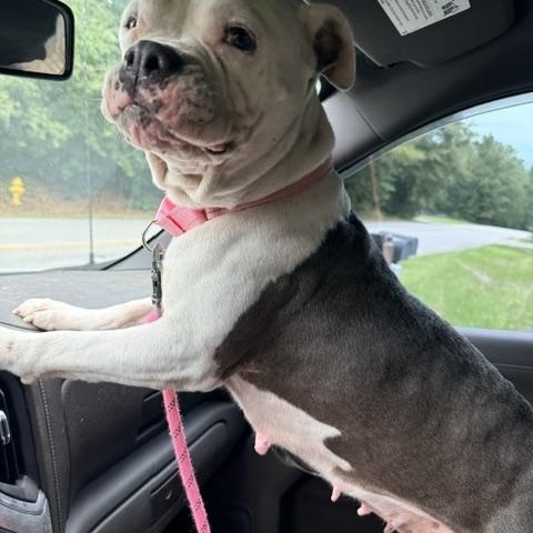 Enlarge JoJo aka Rain, a Adoptable Pit Bull Terrier in Aiken, SC image 1/5