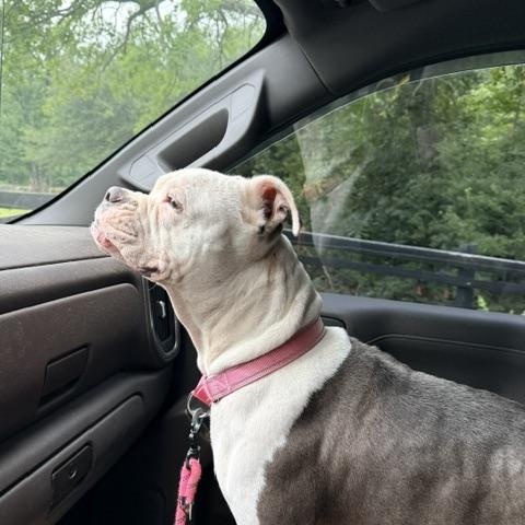 Enlarge JoJo aka Rain, a Adoptable Pit Bull Terrier in Aiken, SC image 3/5