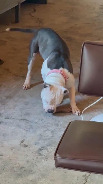 Enlarge JoJo aka Rain, a Adoptable Pit Bull Terrier in Aiken, SC video 2/5