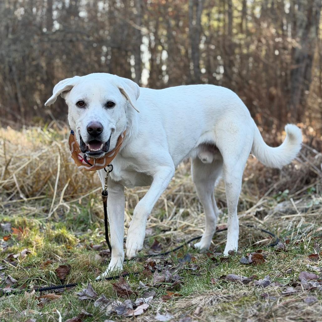 Enlarge Frankie, a Adoptable Great Pyrenees in Brooklyn, NY image 1/6