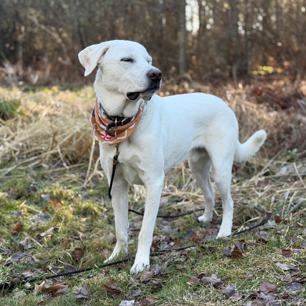 Enlarge Frankie, a Adoptable Great Pyrenees in Brooklyn, NY image 2/6