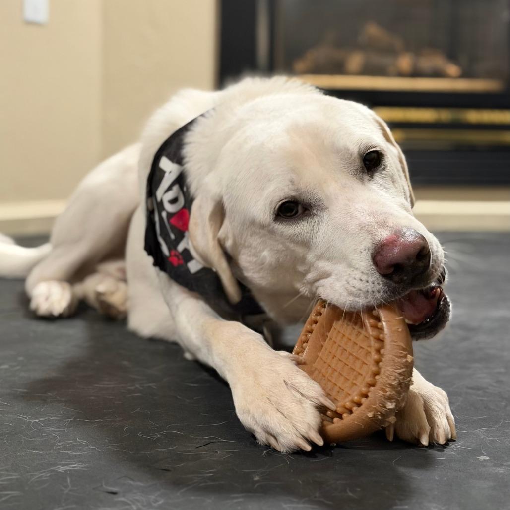 Enlarge Frankie, a Adoptable Great Pyrenees in Brooklyn, NY image 3/6