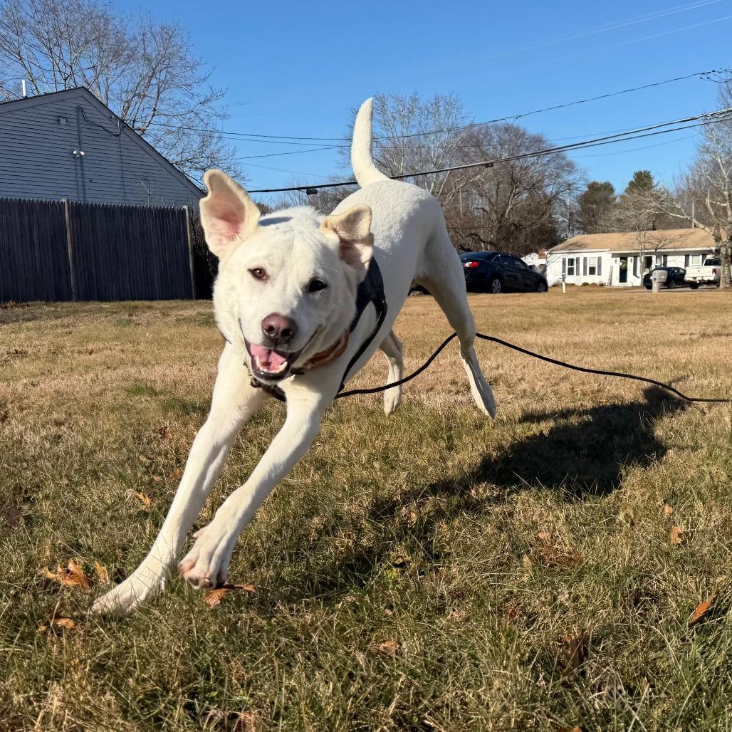 Enlarge Frankie, a Adoptable Great Pyrenees in Brooklyn, NY image 4/6