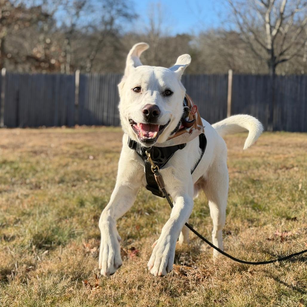 Enlarge Frankie, a Adoptable Great Pyrenees in Brooklyn, NY image 5/6