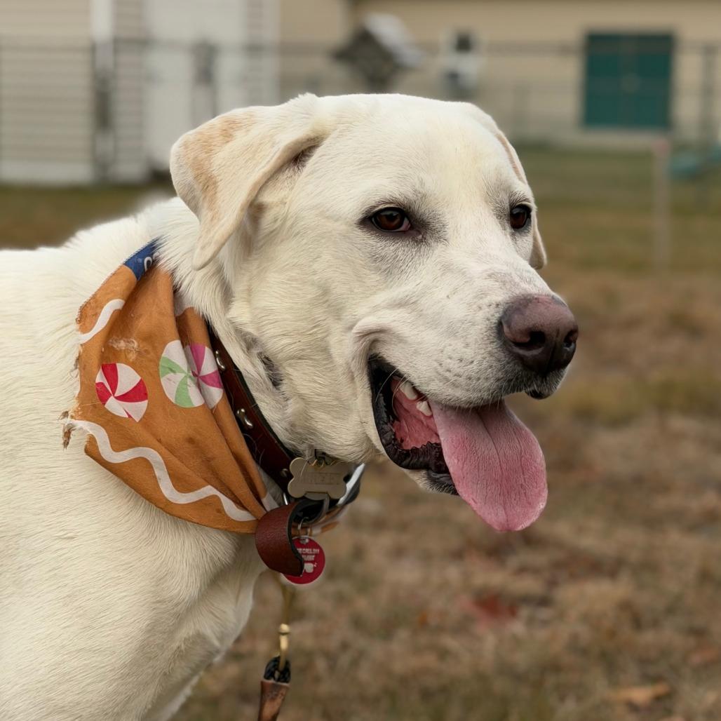 Enlarge Frankie, a Adoptable Great Pyrenees in Brooklyn, NY image 6/6