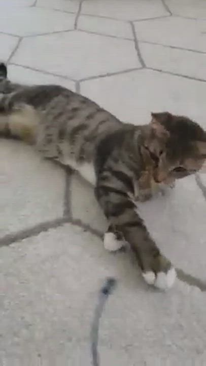 Enlarge Riku, a Adopted Domestic Short Hair in Little River, SC video 1/5