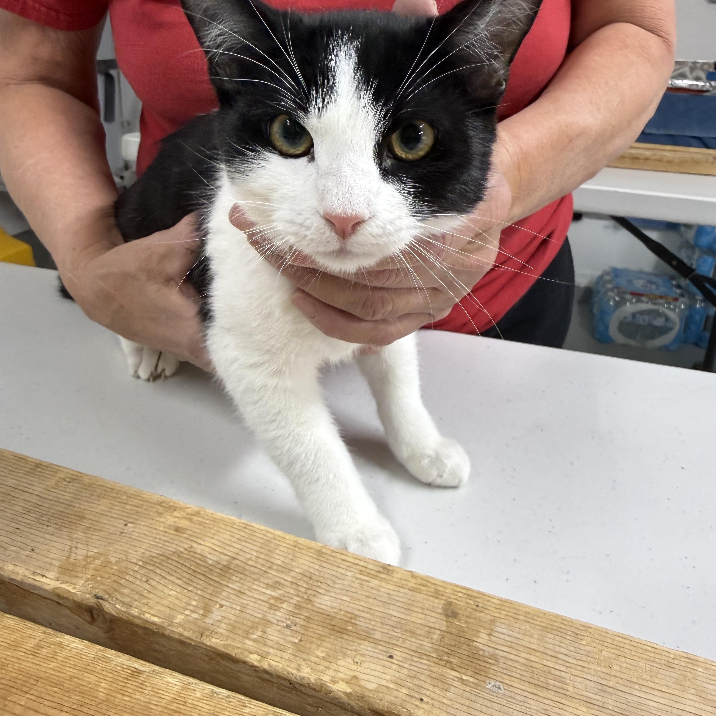 Extreme Disorder, ADOPTABLE, Kitten Male Tuxedo.
