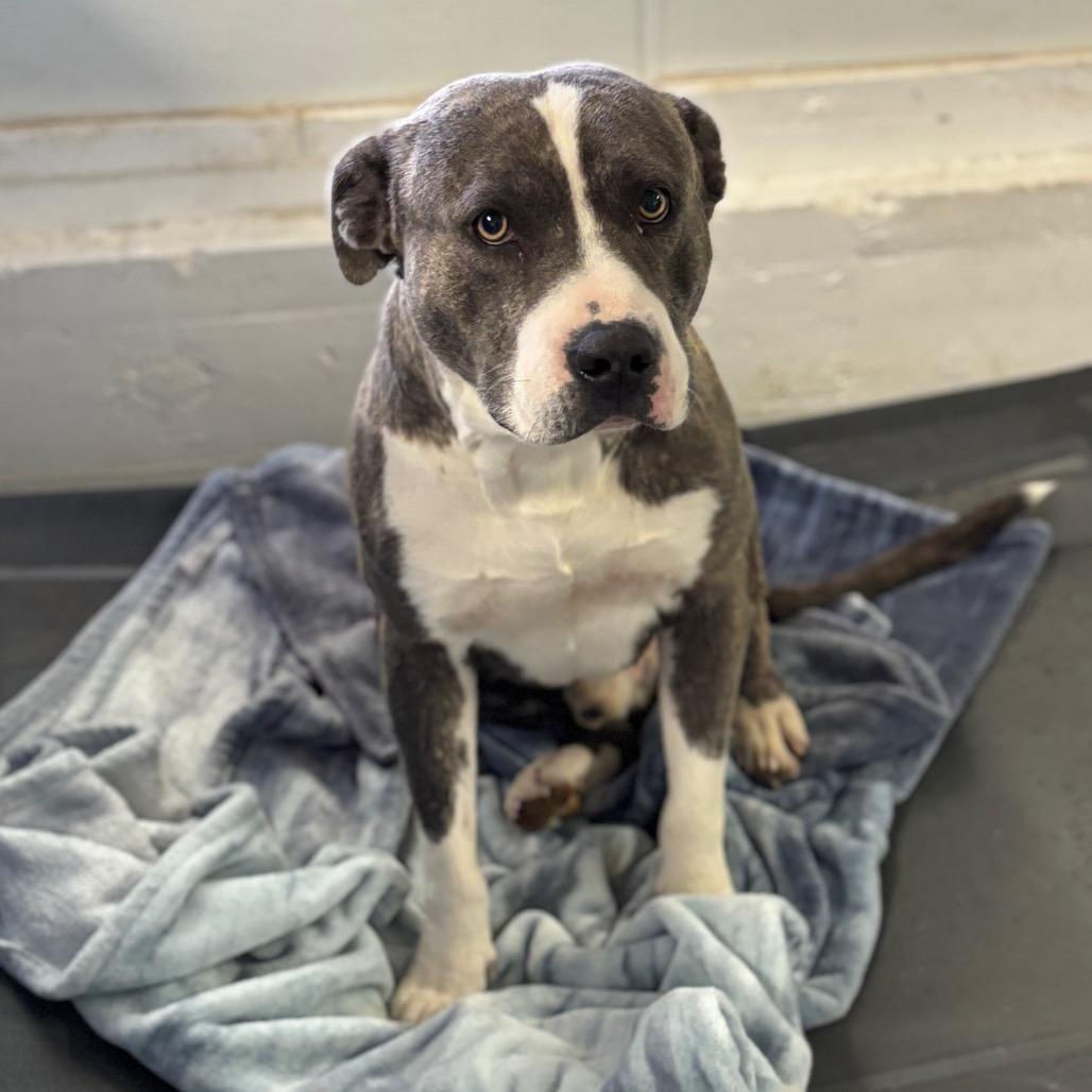Houdini, Adoptable, Adult Male Pit Bull Terrier.