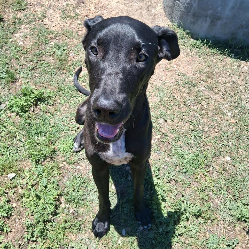 Dylan, Adoptable, Adult Male Mixed Breed.