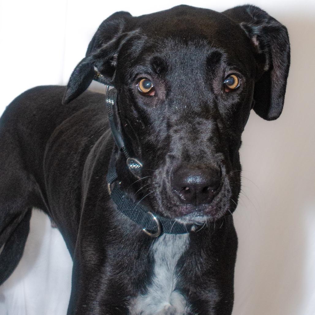 Enlarge Dylan, a Adoptable Mixed Breed in Dickinson, TX image 2/6