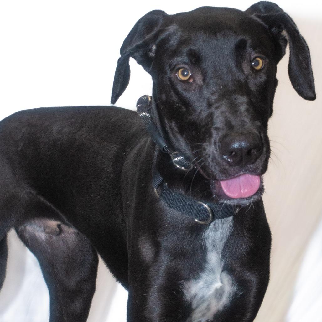 Enlarge Dylan, a Adoptable Mixed Breed in Dickinson, TX image 3/6