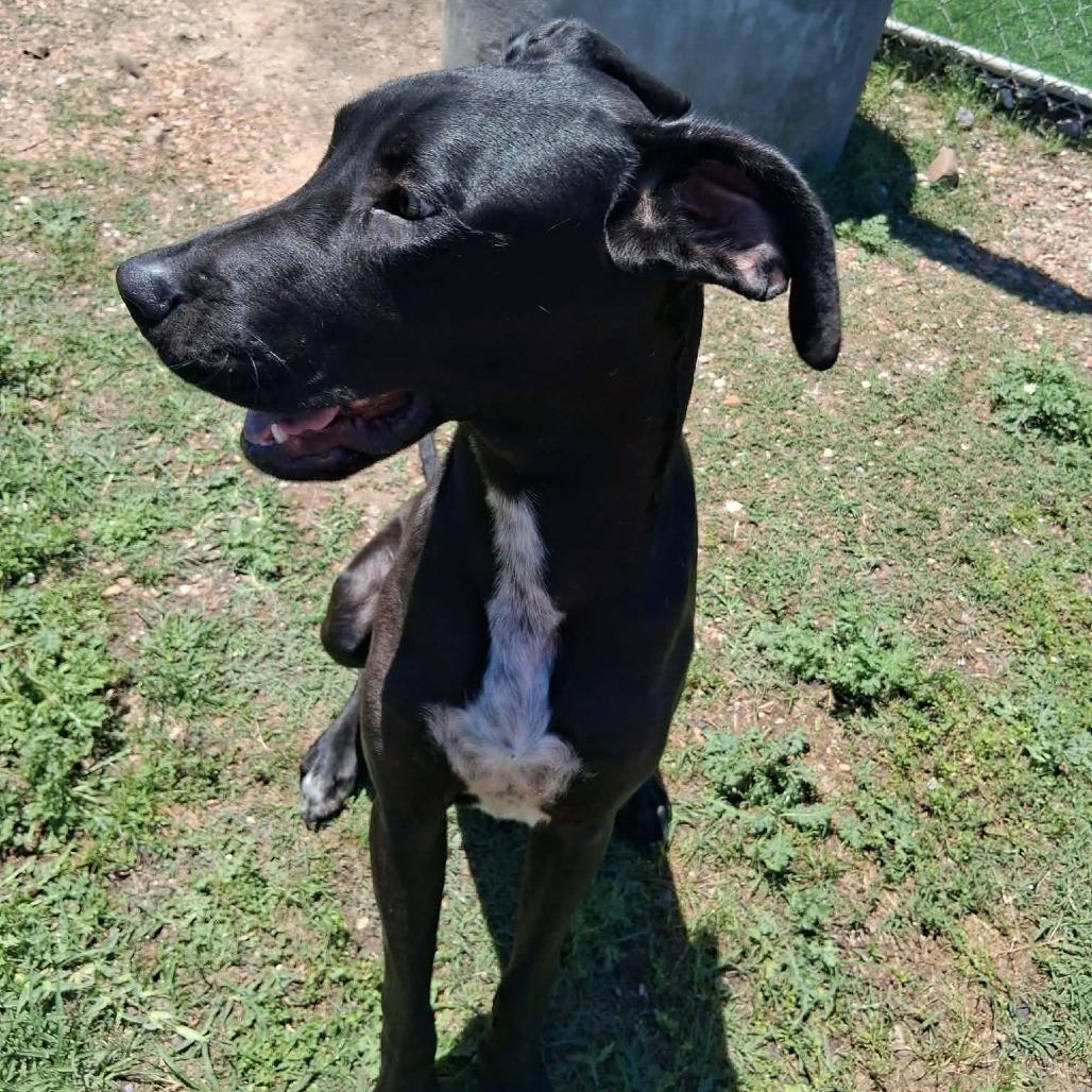 Enlarge Dylan, a Adoptable Mixed Breed in Dickinson, TX image 2/3