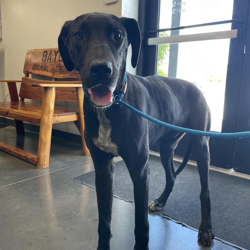 Enlarge Dylan, a Adoptable Mixed Breed in Dickinson, TX image 3/3