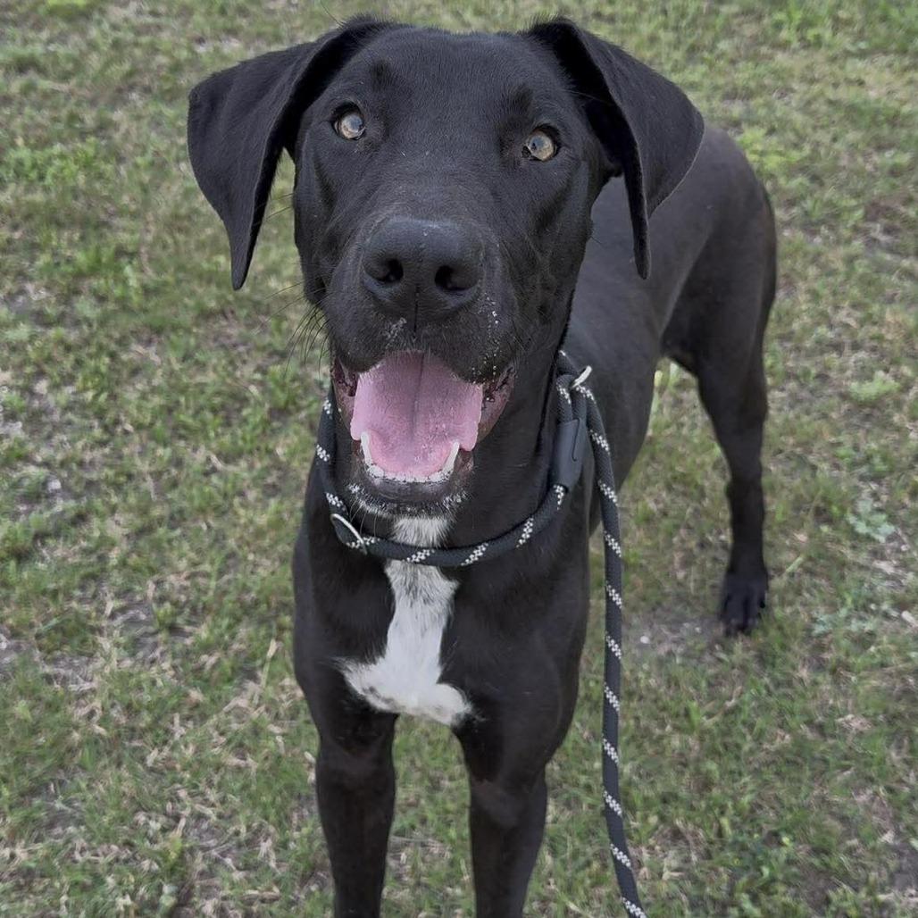 Enlarge Dylan, a Adoptable Mixed Breed in Dickinson, TX image 6/6