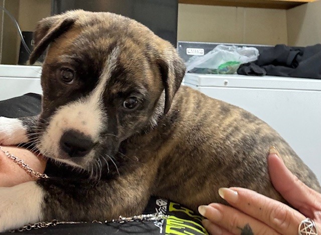 Enlarge Valkyrie, a Adopted mixed breed in Fairfield Bay, AR image 1/1