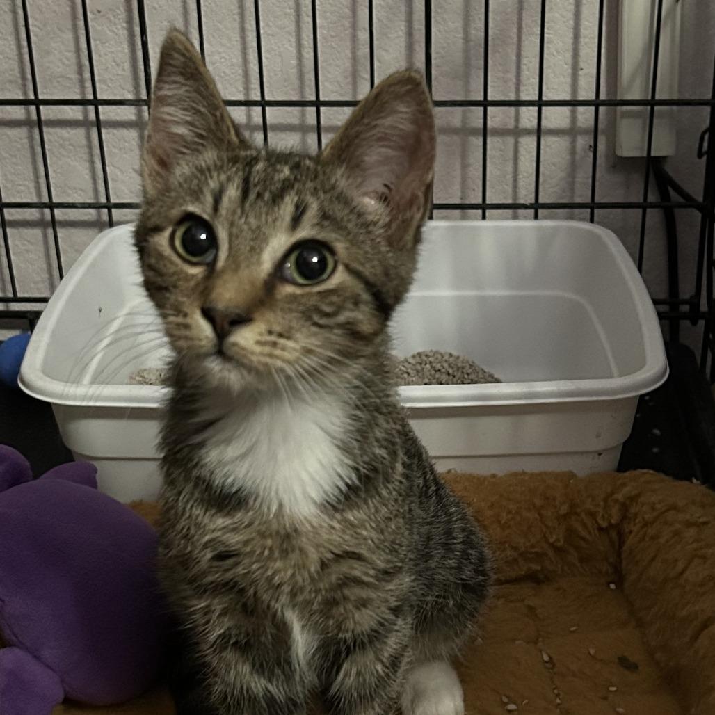 Enlarge N-Mittens 2, a Adoptable Domestic Short Hair in Arizona City, AZ image 1/1