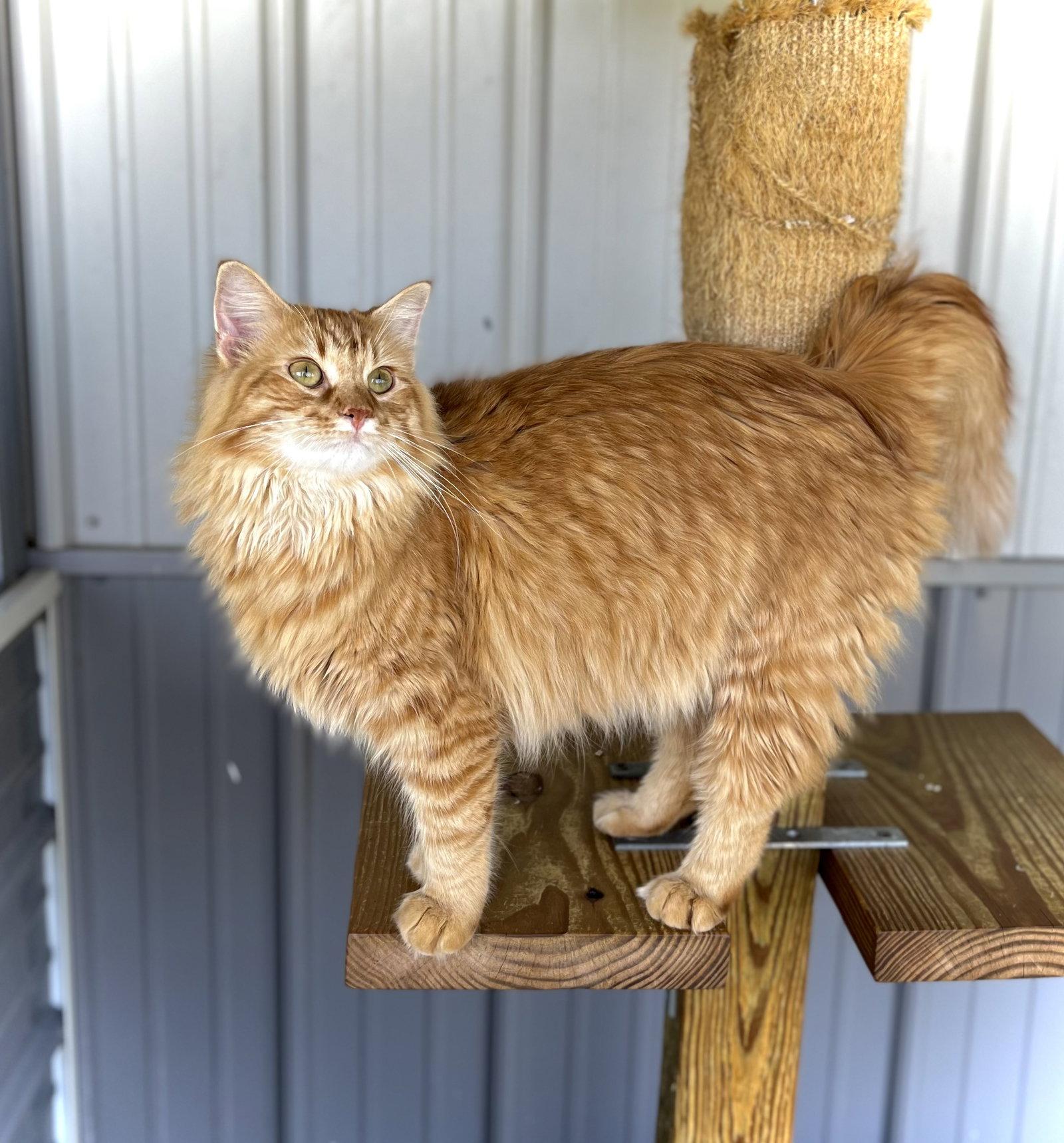 Garland, Adopted, Young Female Domestic Long Hair.