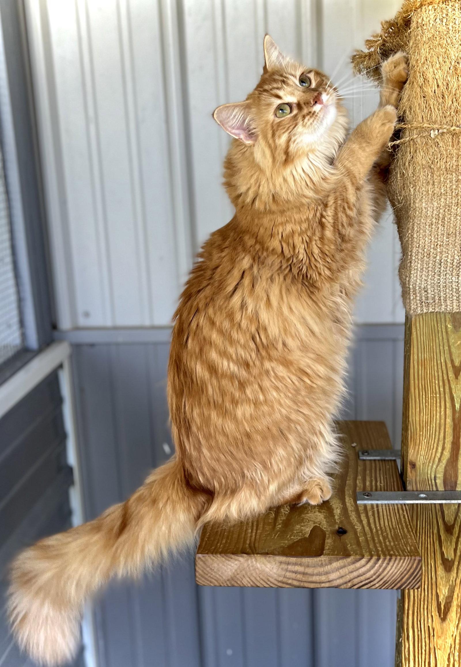 Garland, a Adopted Domestic Long Hair in Estherville, IA image 2/3