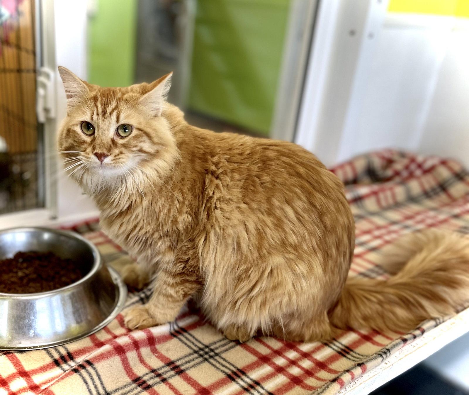 Garland, a Adopted Domestic Long Hair in Estherville, IA image 3/3