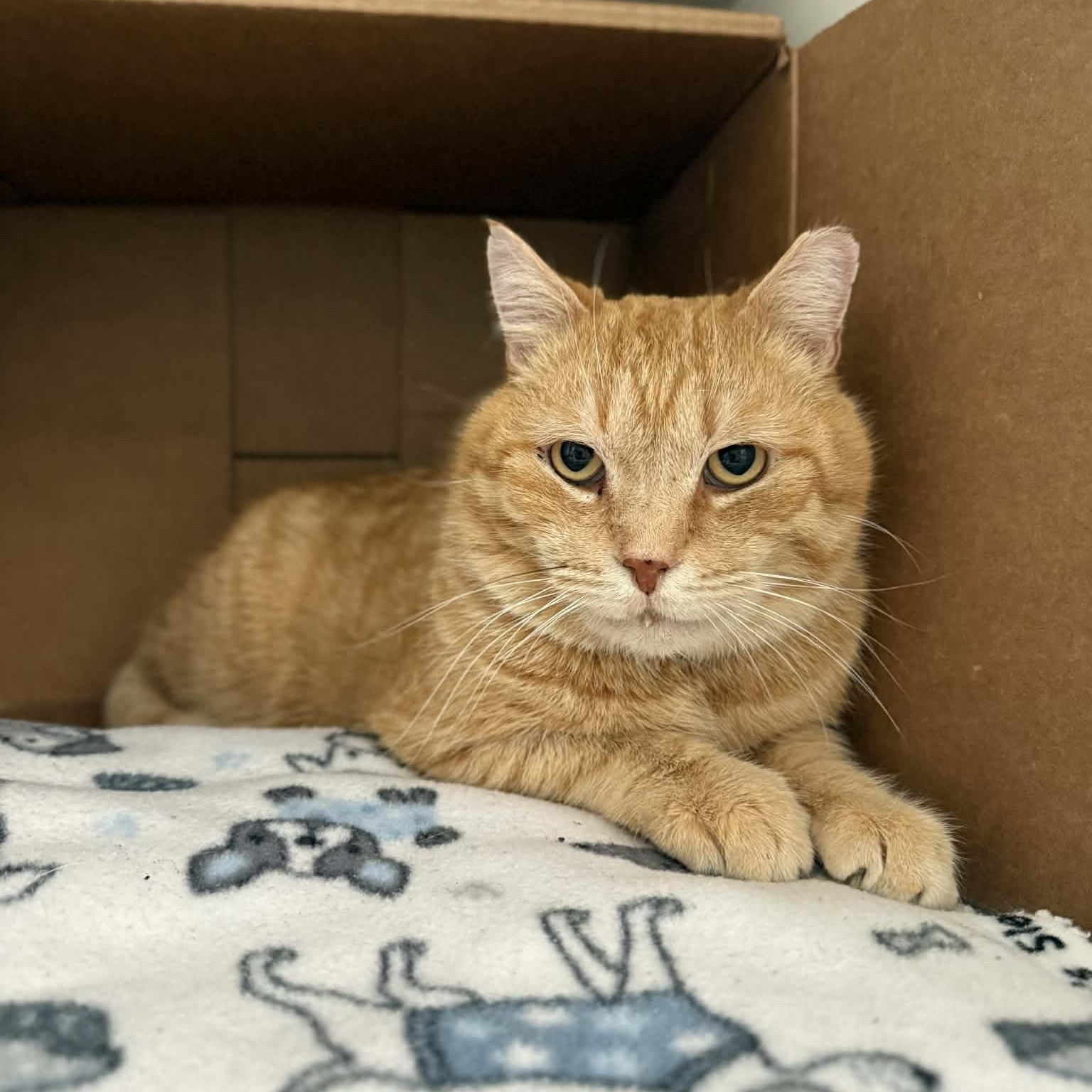 Enlarge Romeo, a ADOPTABLE mixed breed in Penn Yan, NY image 1/5