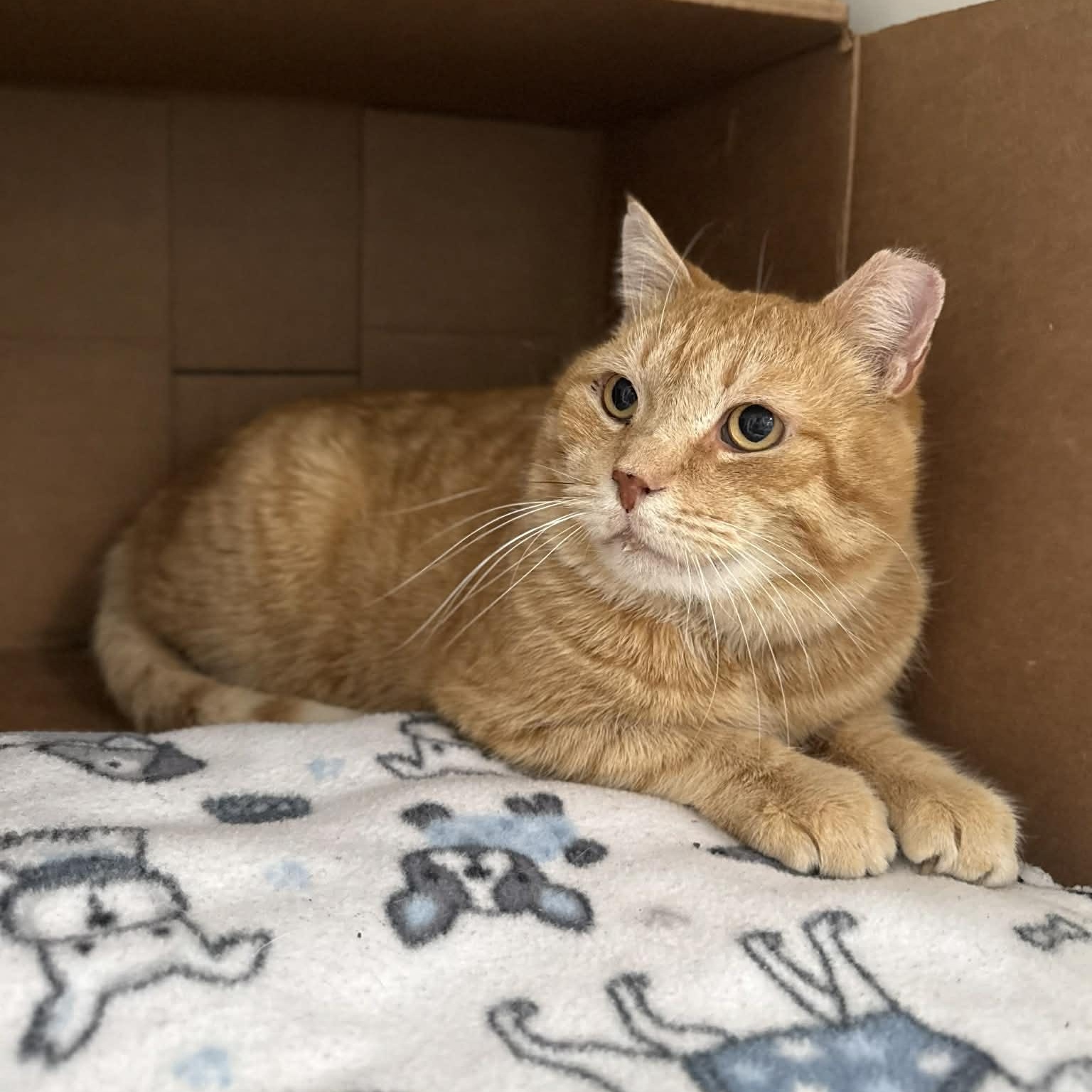 Enlarge Romeo, a ADOPTABLE mixed breed in Penn Yan, NY image 4/5