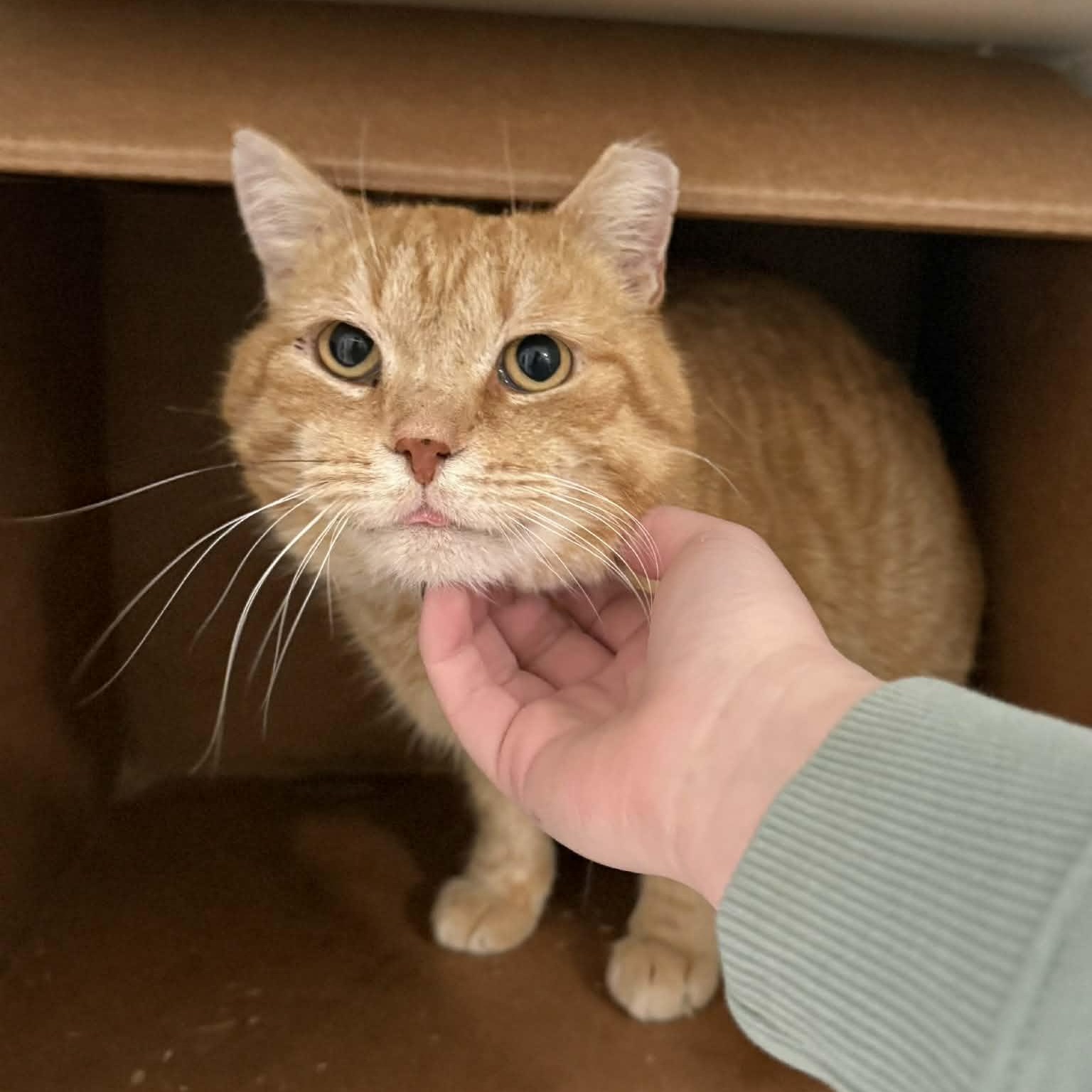 Enlarge Romeo, a ADOPTABLE mixed breed in Penn Yan, NY image 2/5