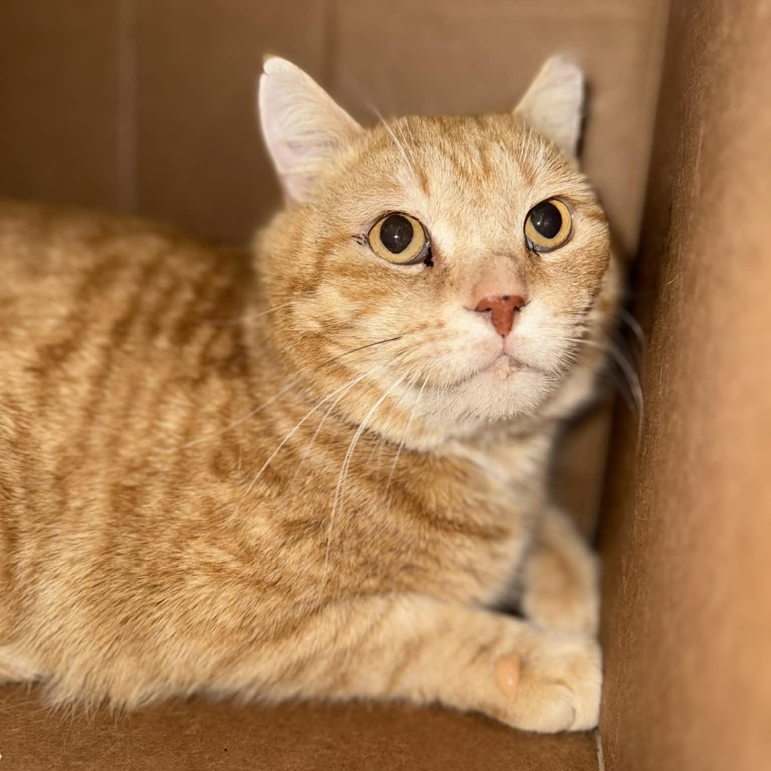 Enlarge Romeo, a ADOPTABLE mixed breed in Penn Yan, NY image 5/5