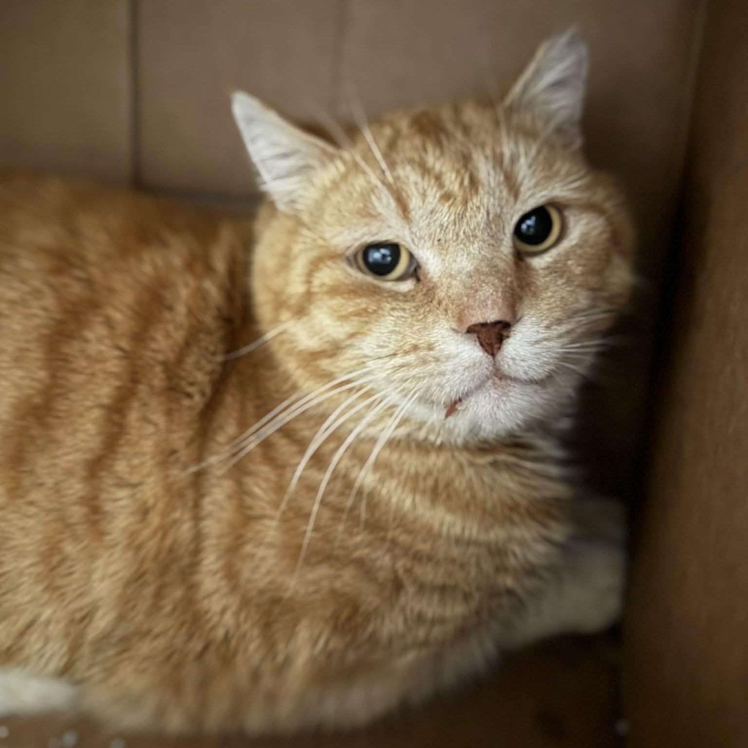 Romeo, ADOPTABLE, Adult Male Domestic Short Hair.