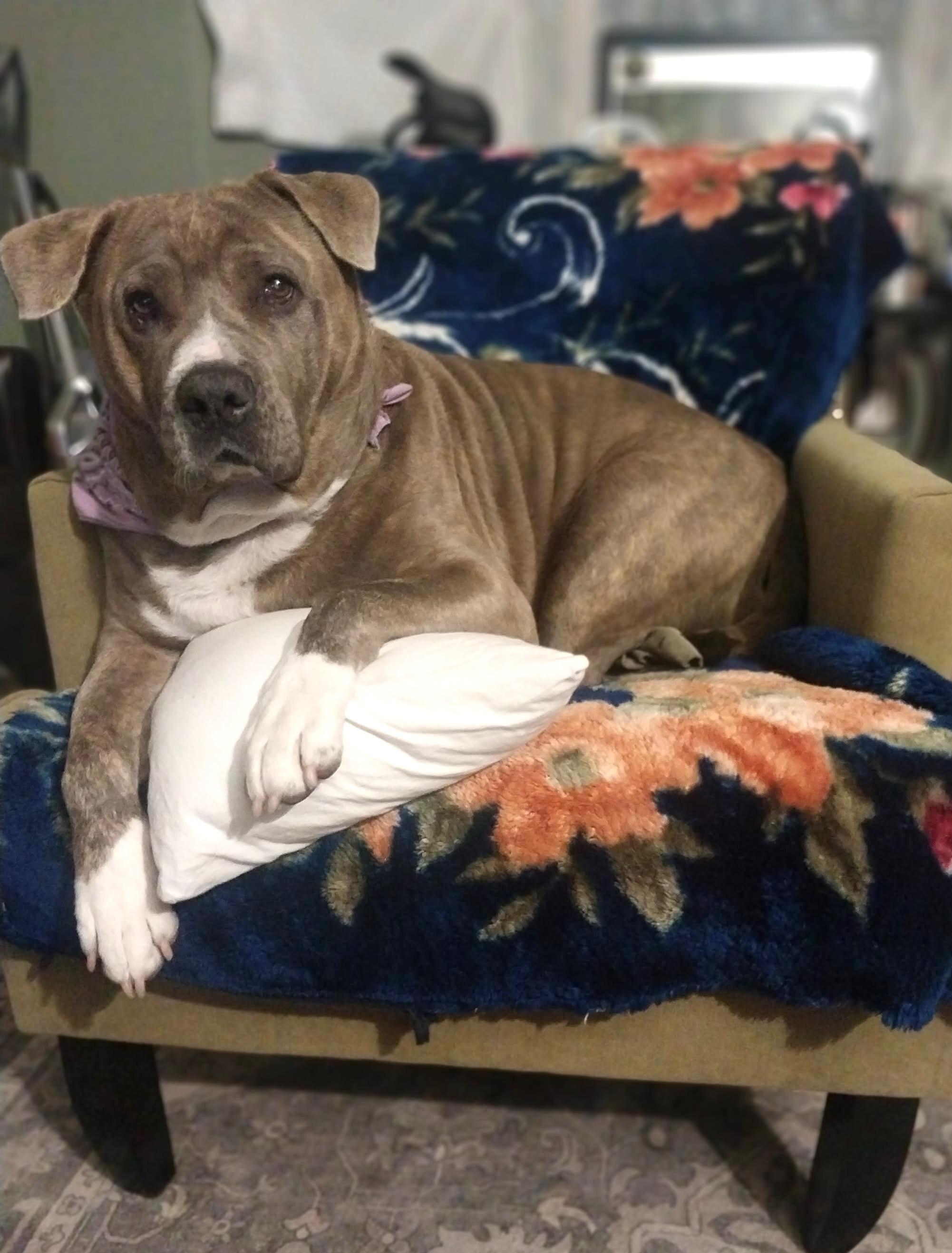 SUZY, Adoptable, Adult Female Pit Bull Terrier.