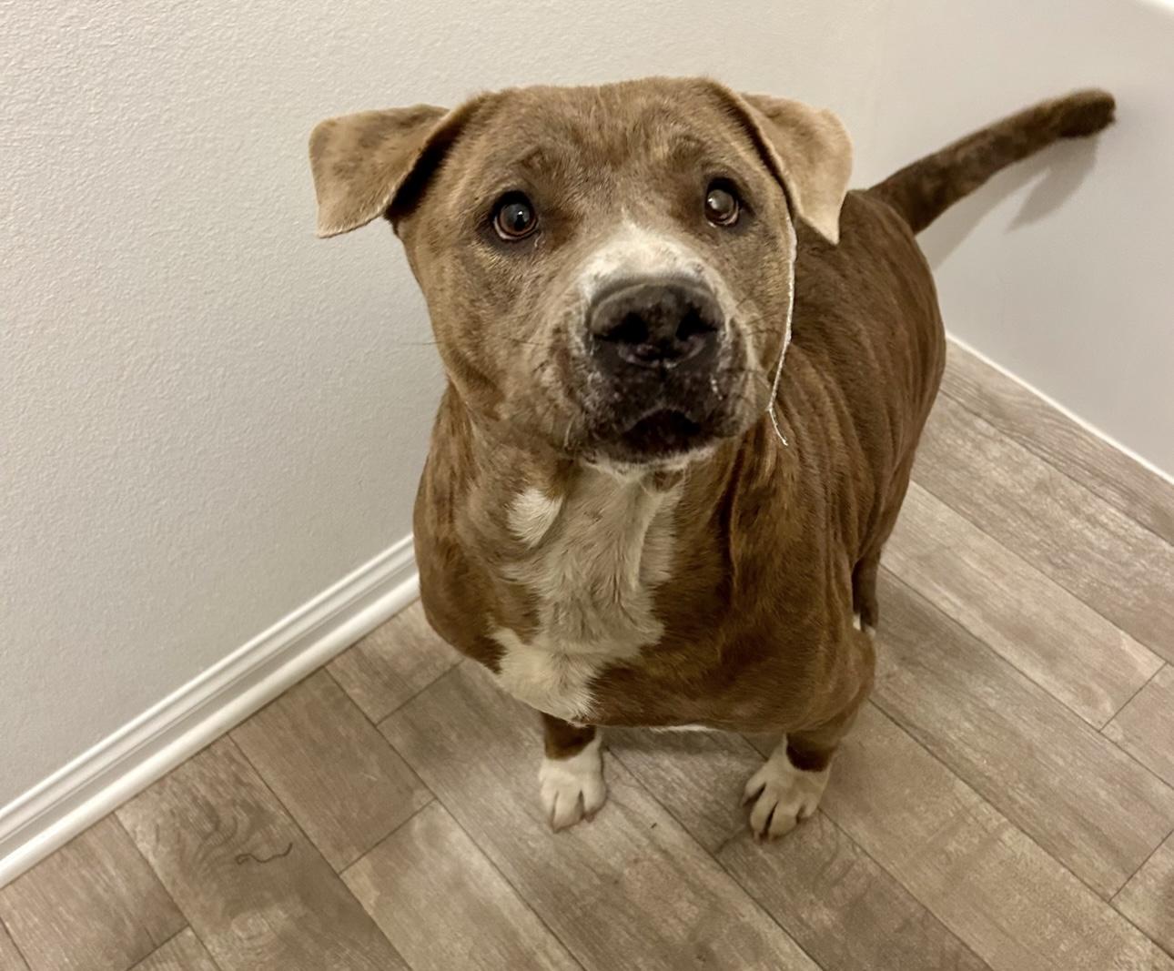 SUZY, Adult Female Pit Bull Terrier