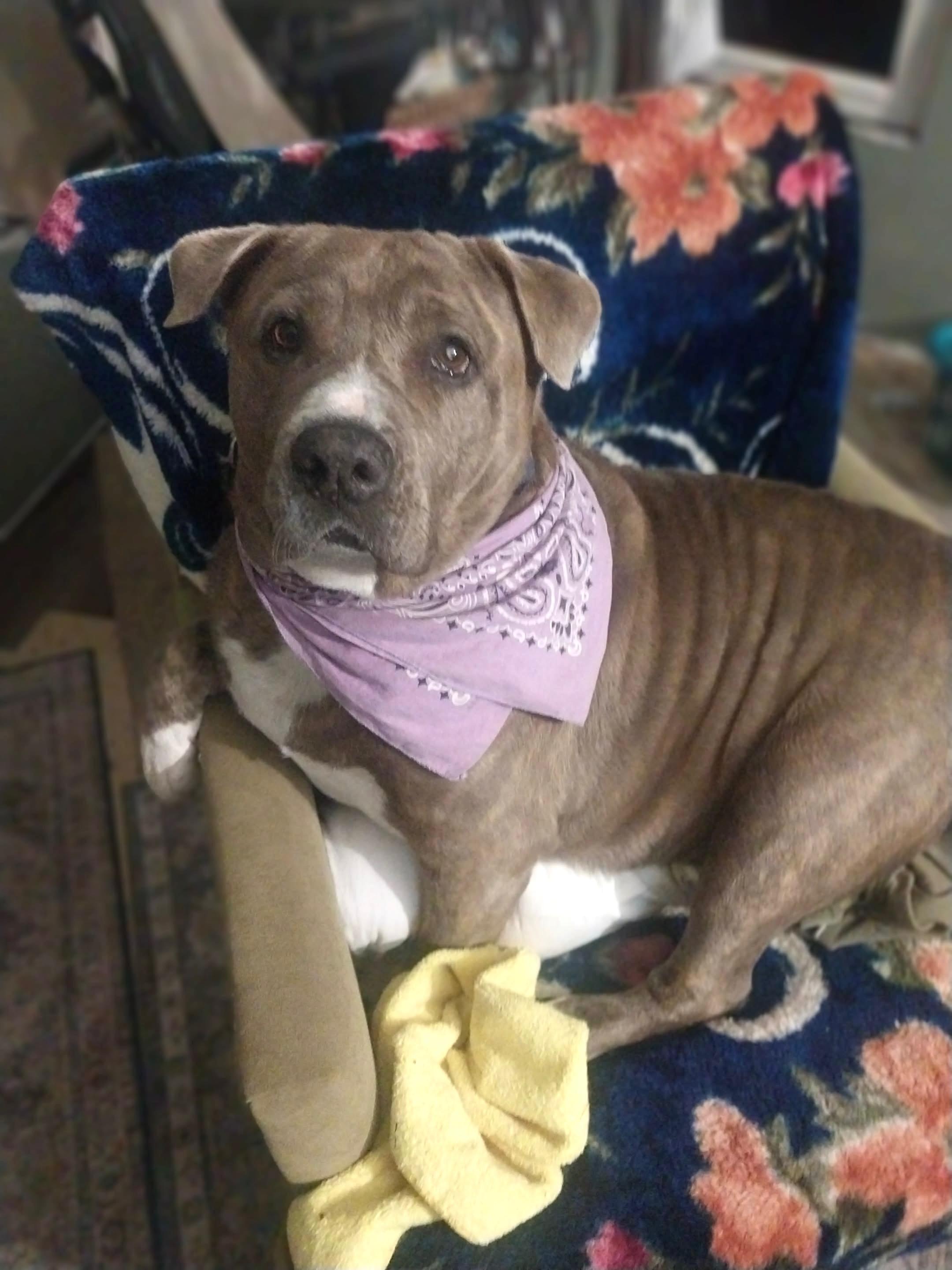 SUZY, a Adoptable mixed breed in Tacoma , WA image 3/5