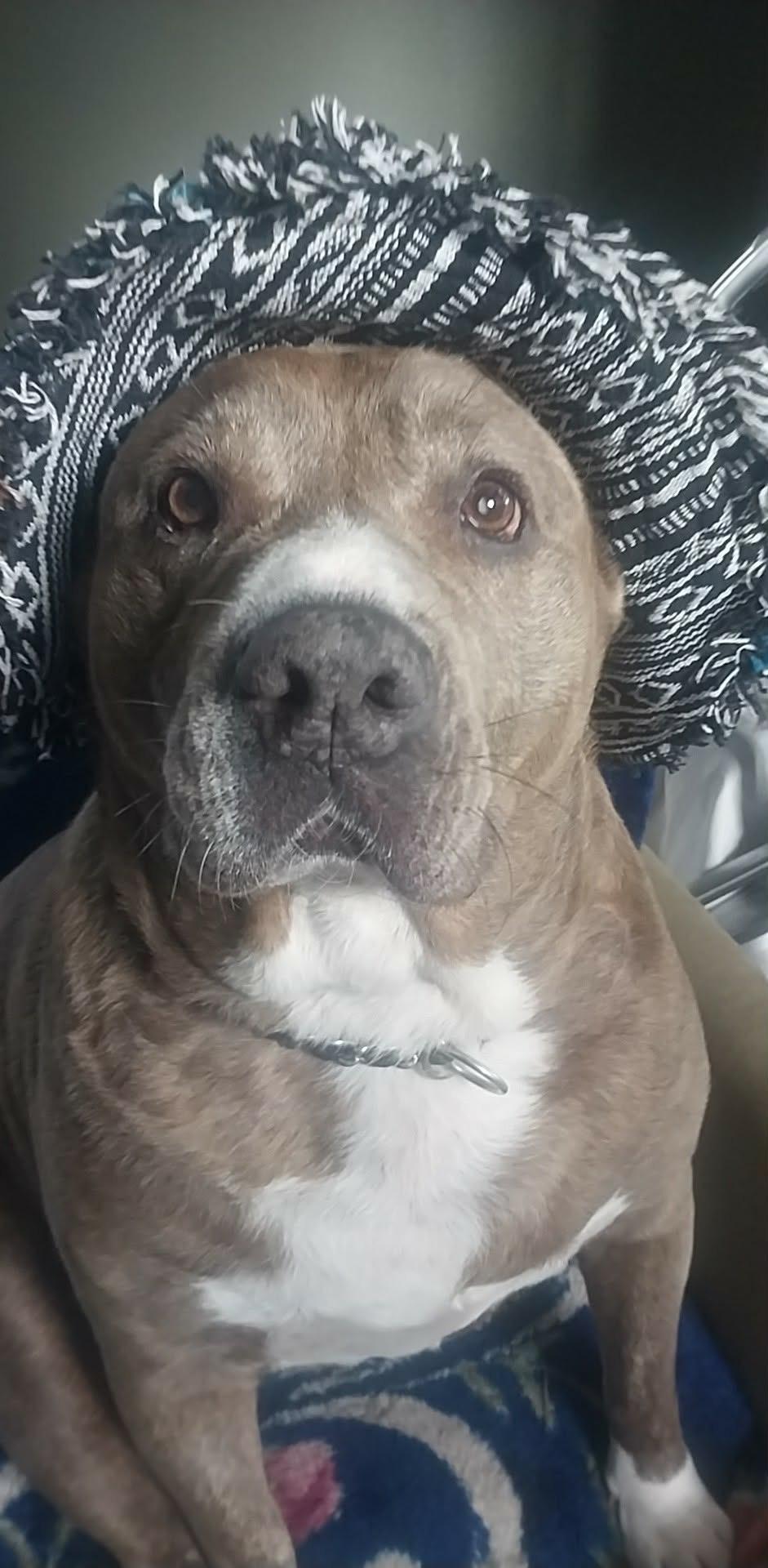 SUZY, a Adoptable mixed breed in Tacoma , WA image 4/5