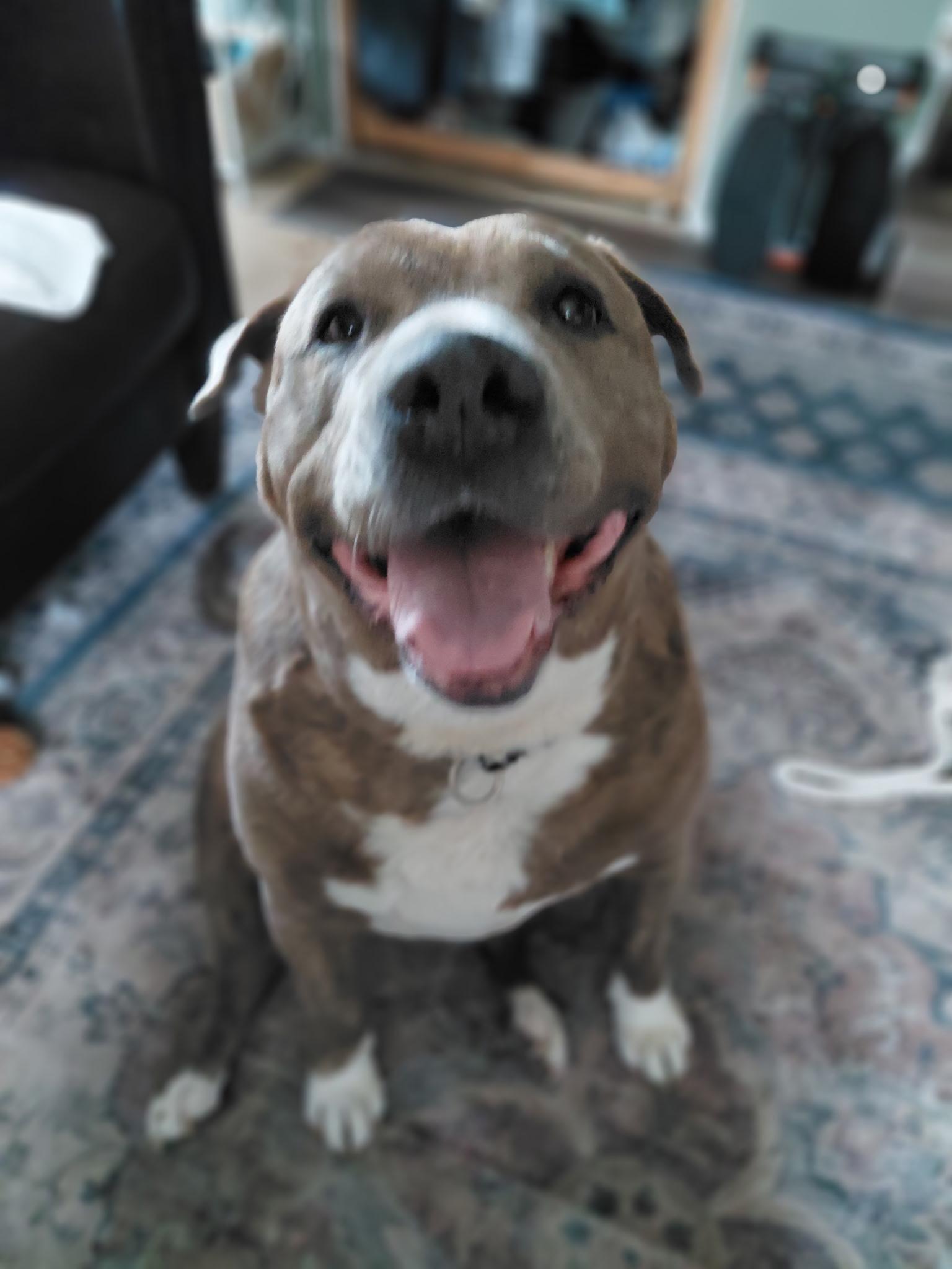 Enlarge SUZY, a Adoptable mixed breed in Tacoma , WA image 2/6