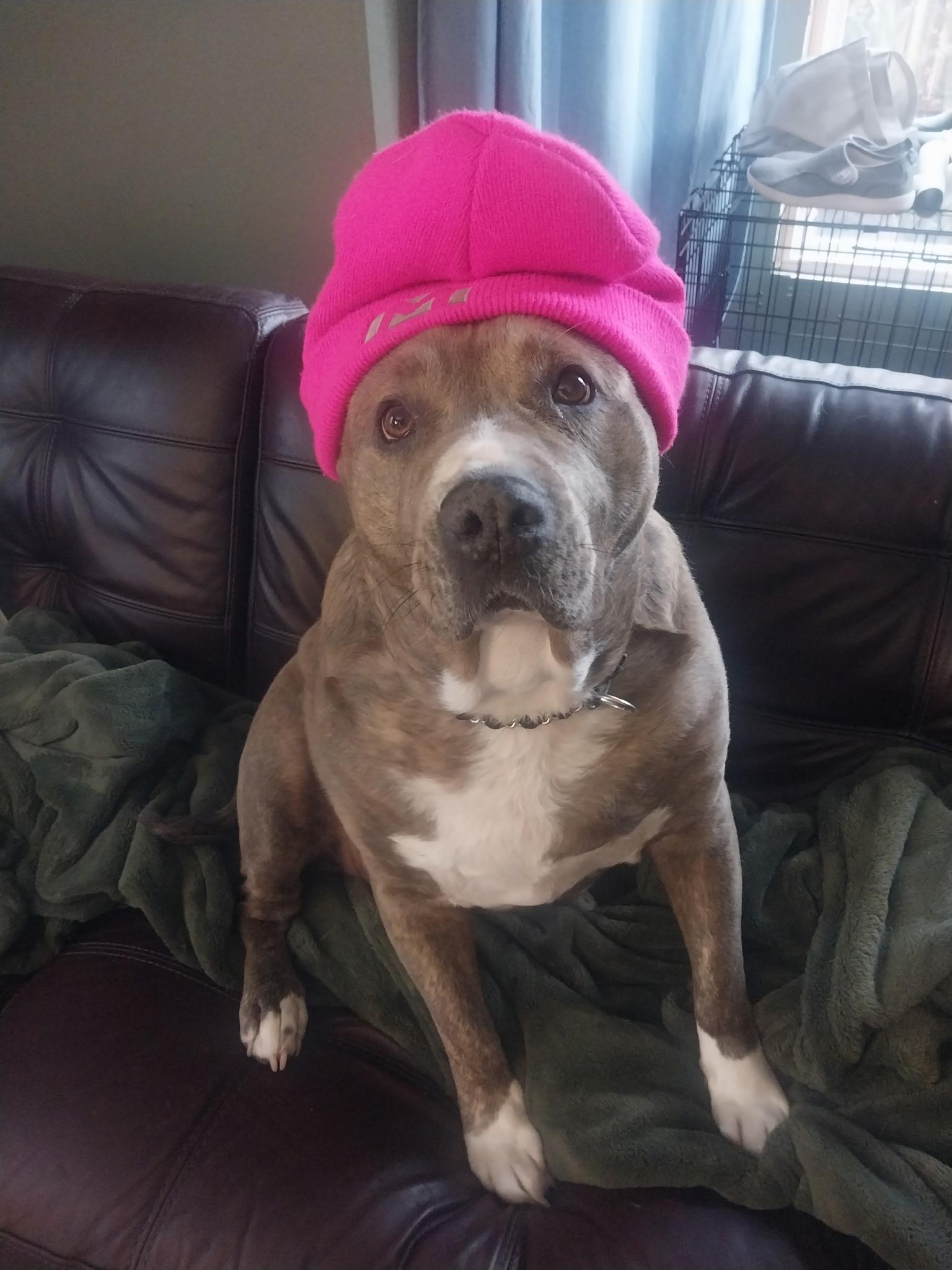 Enlarge SUZY, a Adoptable mixed breed in Tacoma , WA image 1/6