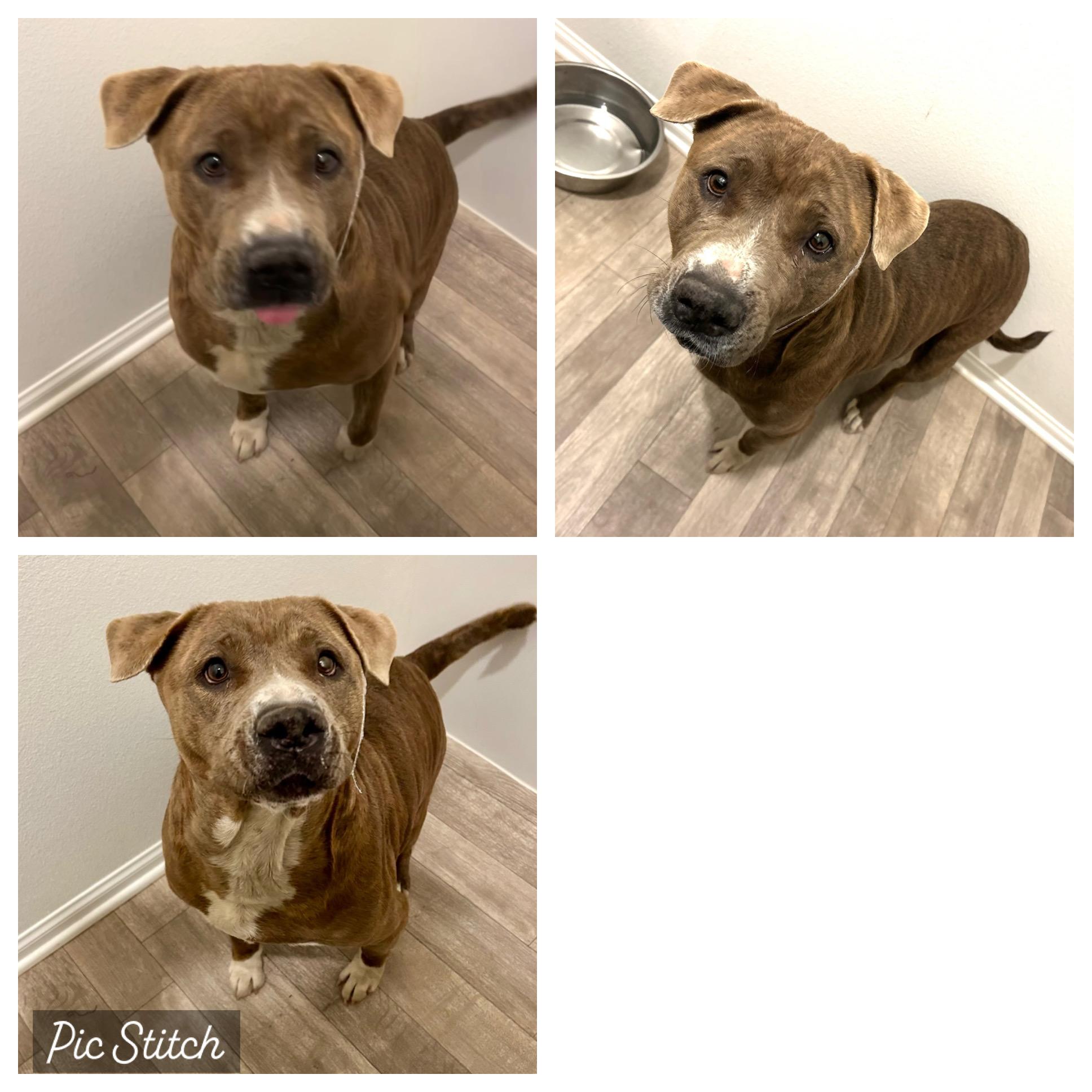 SUZY, a Adoptable mixed breed in Tacoma , WA image 5/5