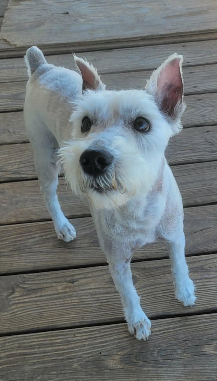 Max, a ADOPTABLE mixed breed in Van Alstyne, TX image 2/5