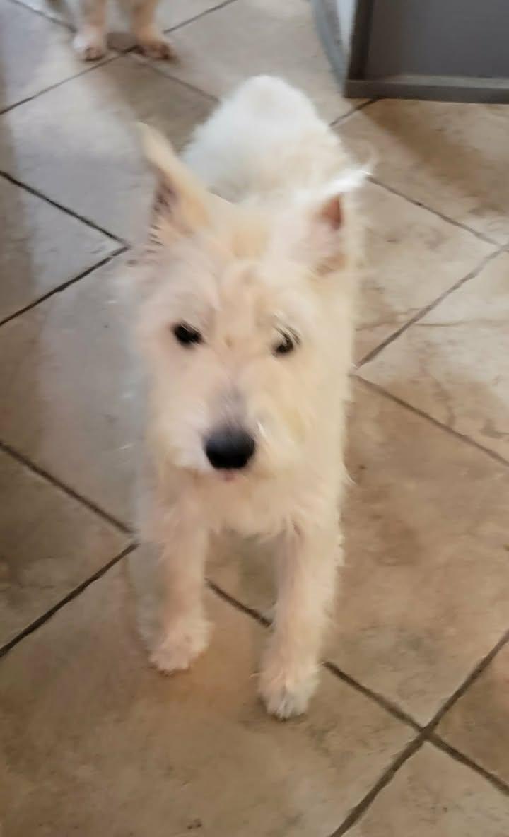 Max, ADOPTABLE, Adult Male Schnauzer.