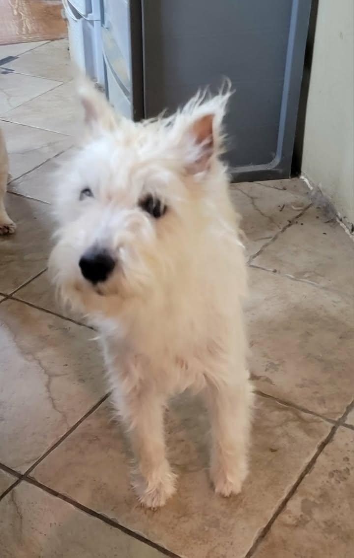 Max, a ADOPTABLE mixed breed in Van Alstyne, TX image 4/5