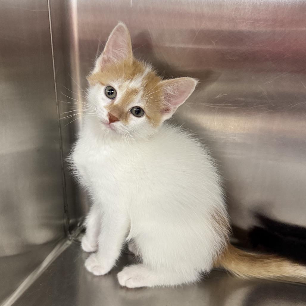 Enlarge Pete, a Adopted Domestic Short Hair in Breese, IL image 1/1