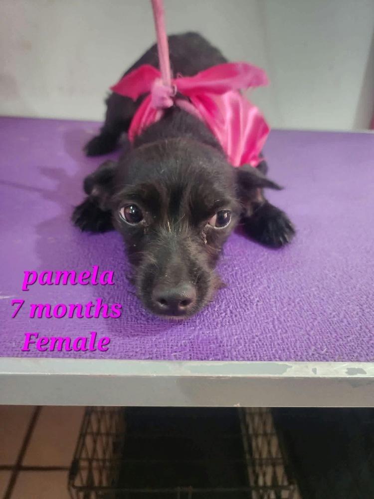 Pamela, Adoptable, Puppy Female Chihuahua & Mixed Breed.