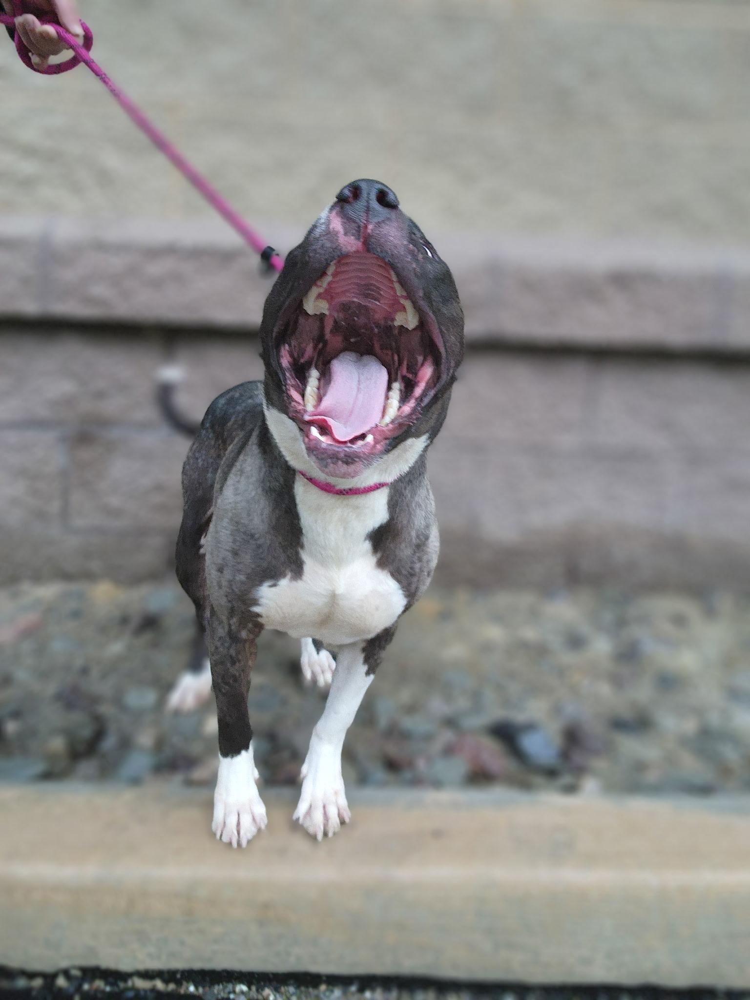 Juniper, a ADOPTABLE mixed breed in Youngstown, OH image 4/6