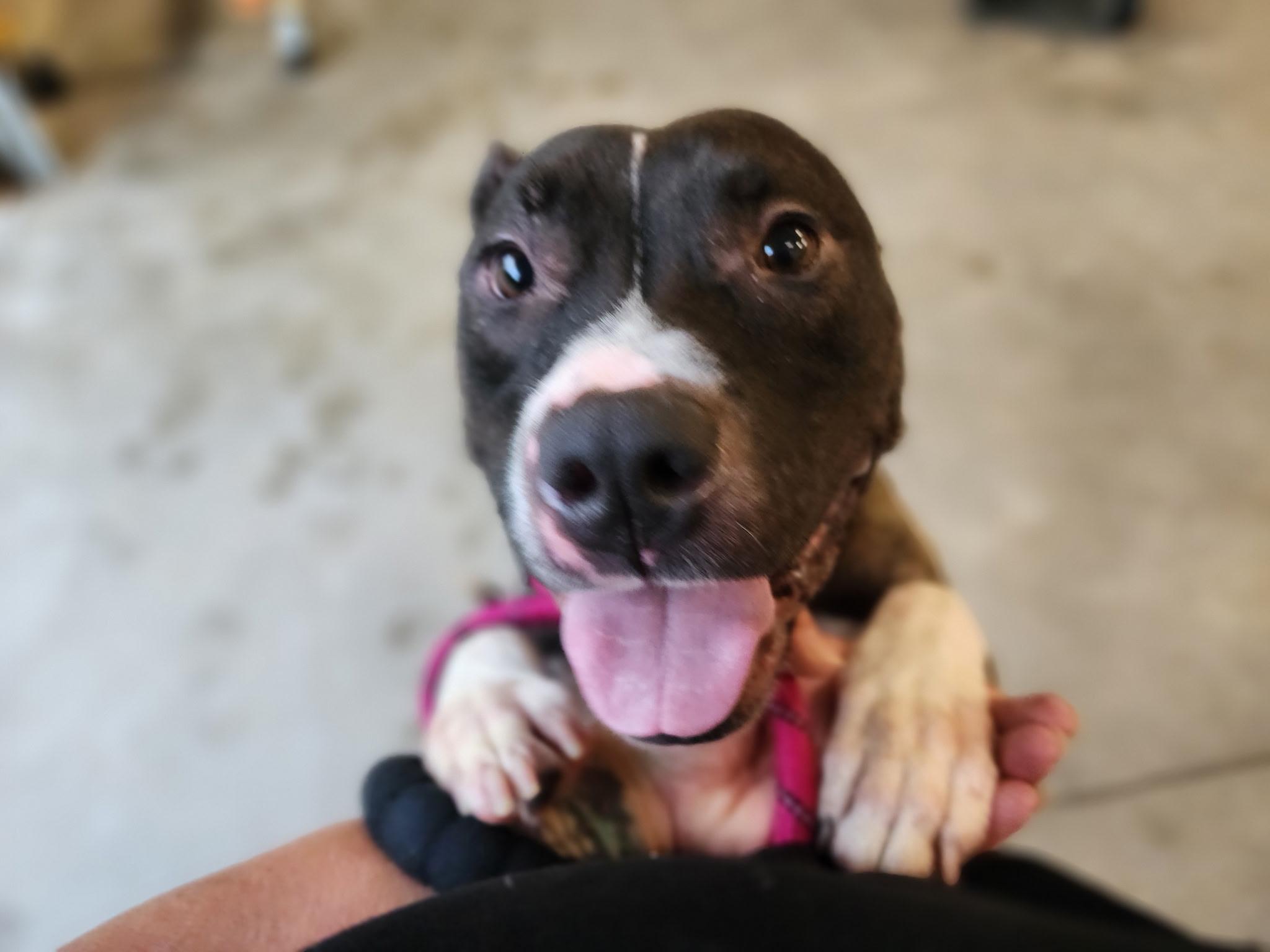 Juniper, a ADOPTABLE mixed breed in Youngstown, OH image 5/6