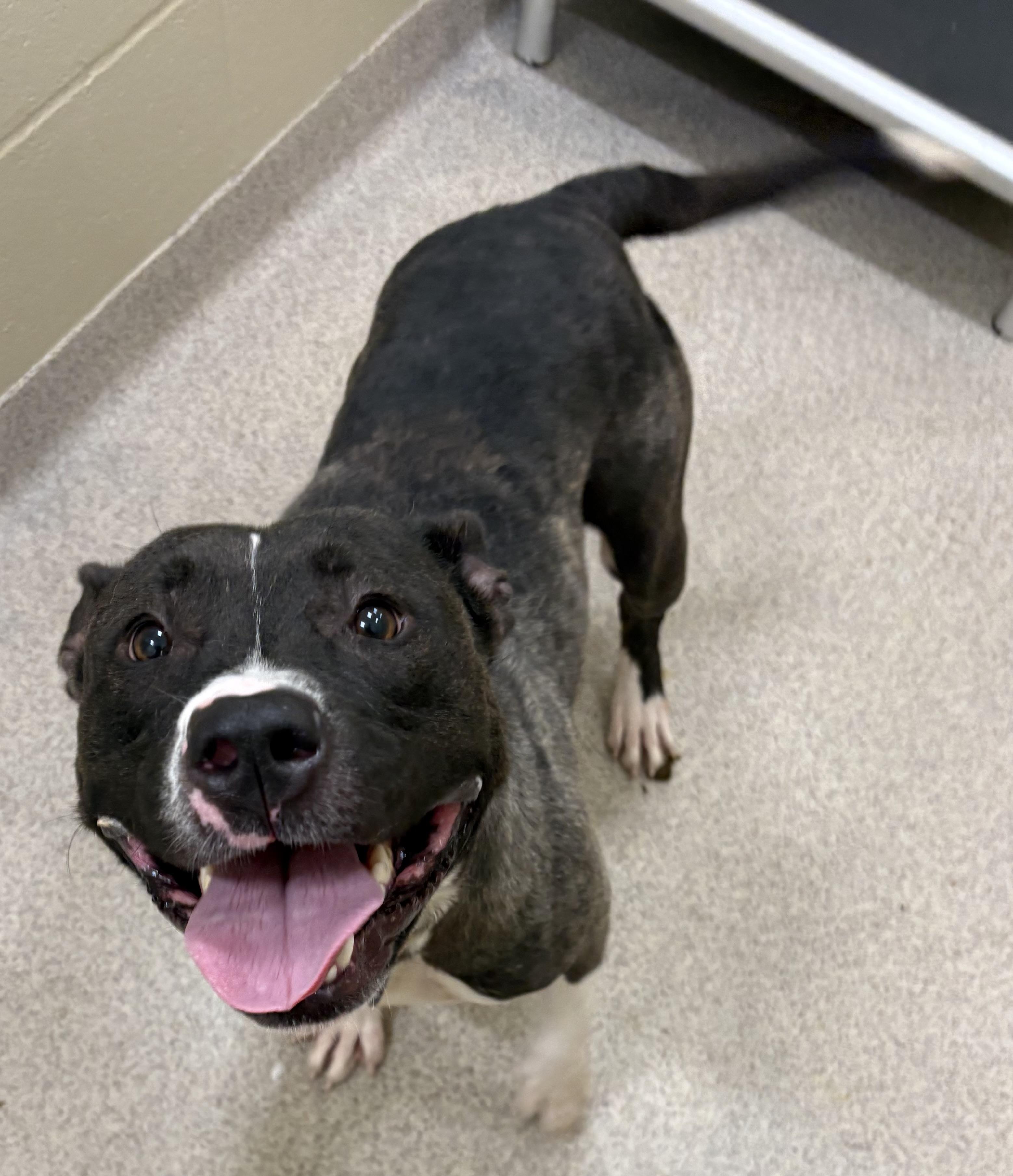 Juniper, a ADOPTABLE mixed breed in Youngstown, OH image 2/6