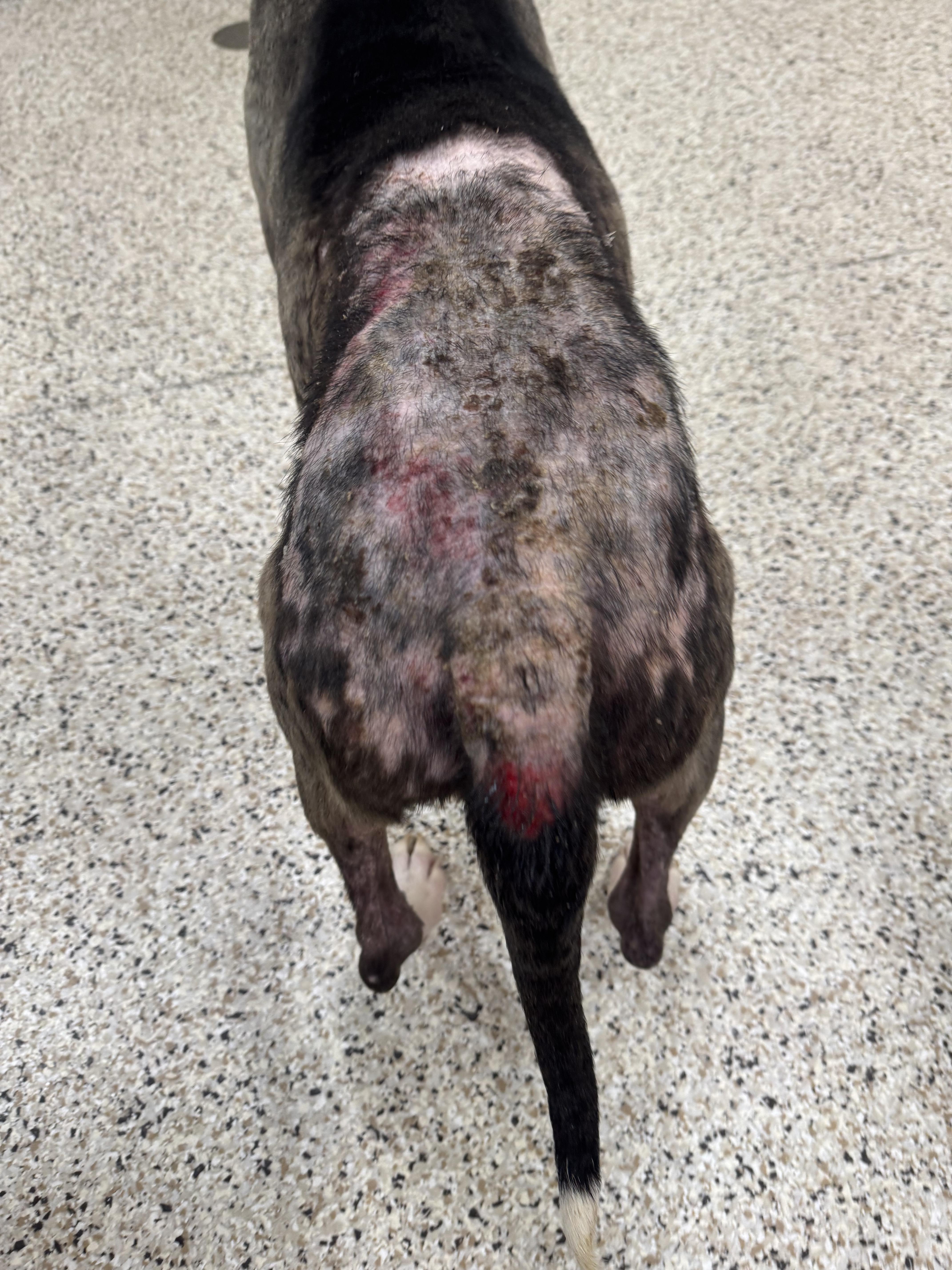 Juniper, a ADOPTABLE mixed breed in Youngstown, OH image 3/6