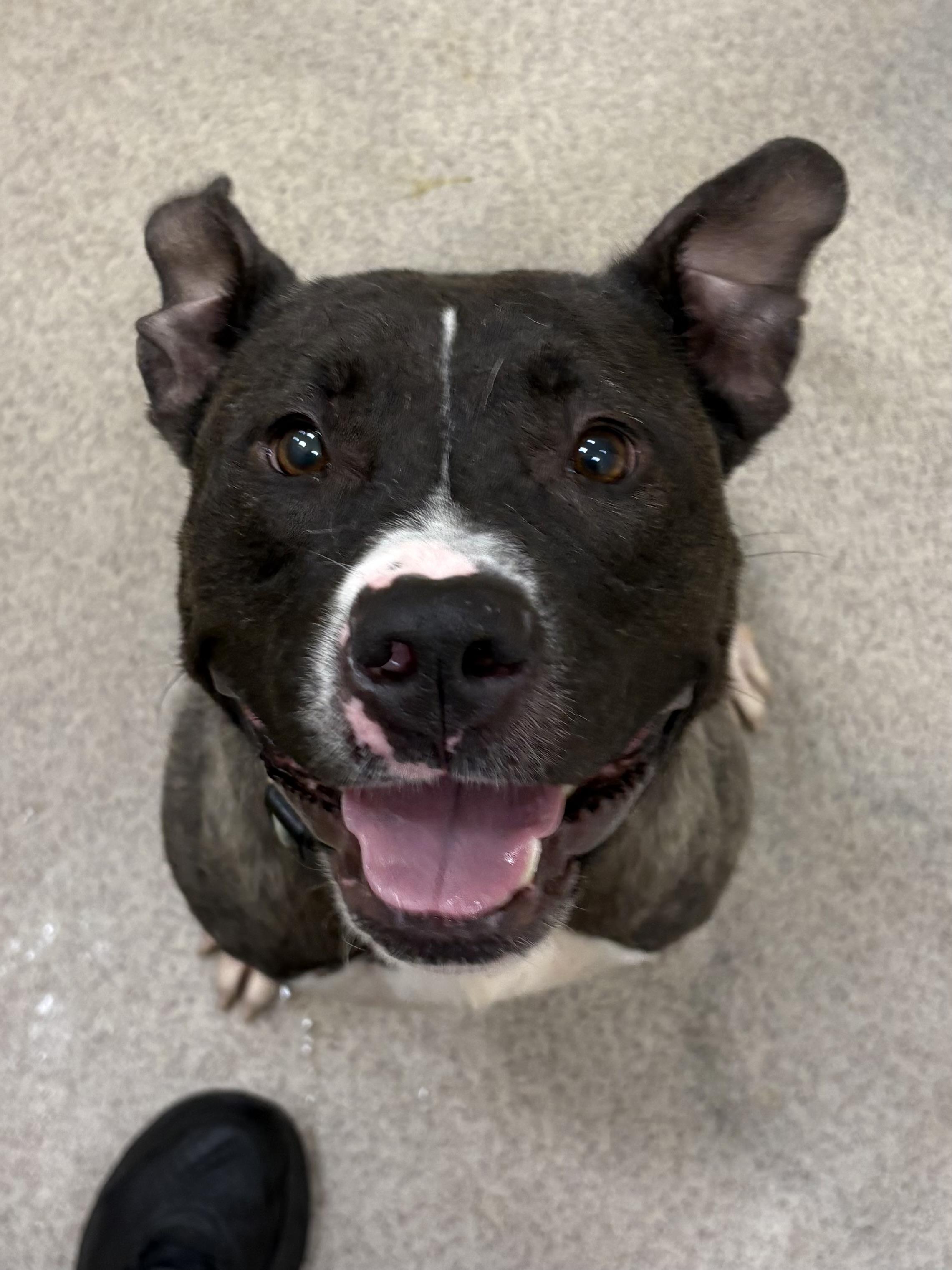 Juniper, ADOPTABLE, Adult Female Pit Bull Terrier.
